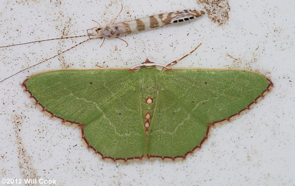 Nemoria lixaria - Red-bordered Emerald