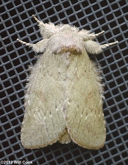 Heterocampa guttivitta - Saddled Prominent