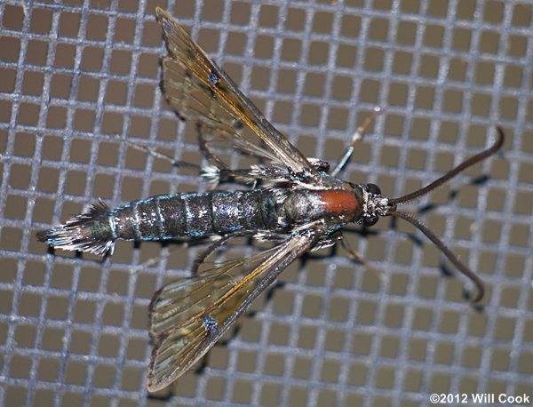 Synanthedon exitiosa - Peachtree Borer