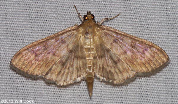 Herpetogramma pertextalis - Bold-feathered Grass Moth