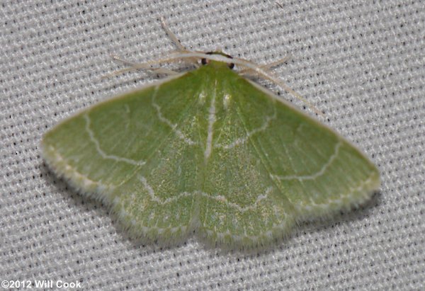 Synchlora aerata - Wavy-lined Emerald