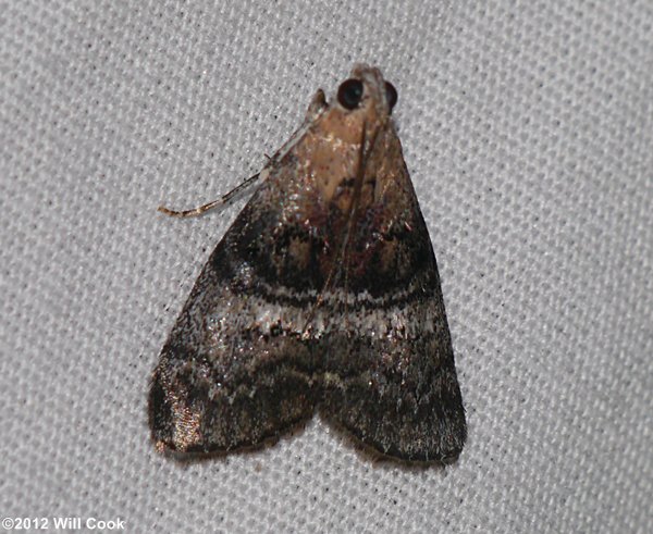 Pococera asperatella - Maple Webworm