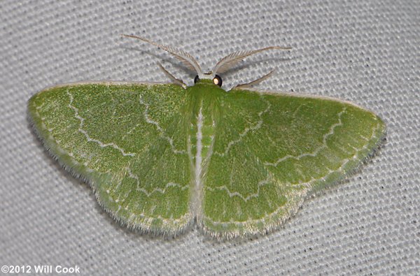 Synchlora frondaria - Southern Emerald