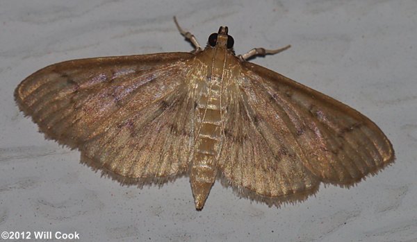 Herpetogramma pertextalis - Bold-feathered Grass Moth