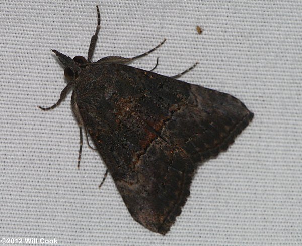 Hypena scabra - Green Cloverworm Moth