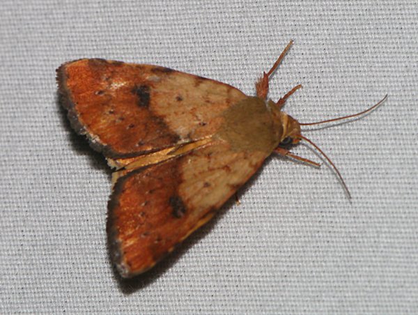 Heliocheilus lupatus - Spotted Straw Moth