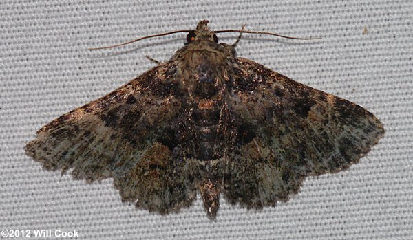 Metalectra discalis - Common Fungus Moth