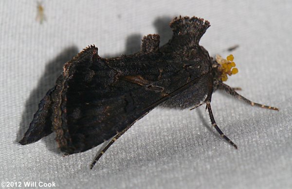 Ctenoplusia oxygramma - Sharp-stigma Looper