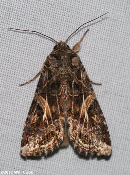 Spodoptera ornithogalli - Yellow-striped Armyworm