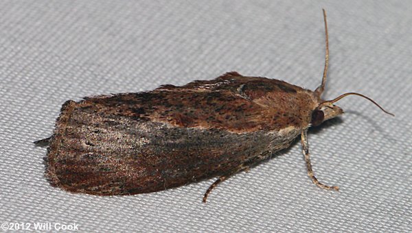 Galleria mellonella - Greater Wax Moth