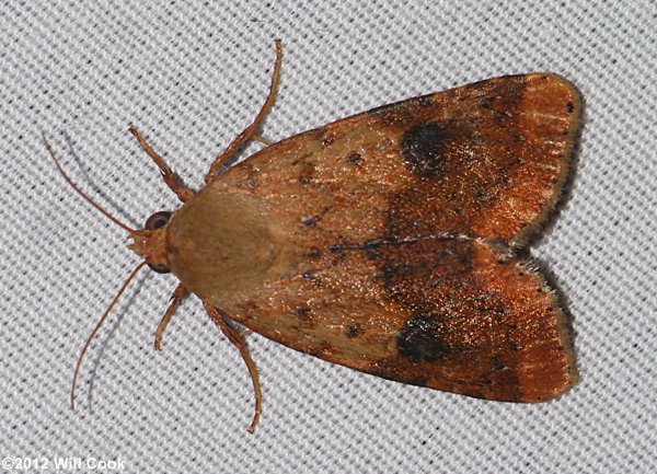 Heliocheilus lupatus - Spotted Straw Moth