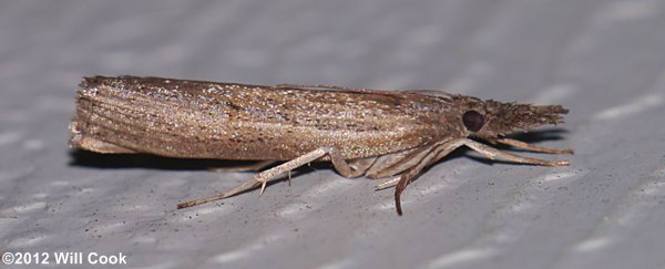 Fissicrambus mutabilis - Changeable Grass-veneer