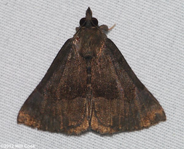 Hypena madefactalis - Gray-edged Snout