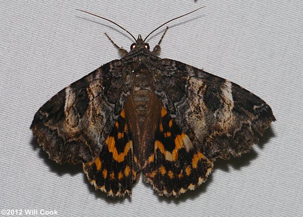 Euparthenos nubilis - Locust Underwing