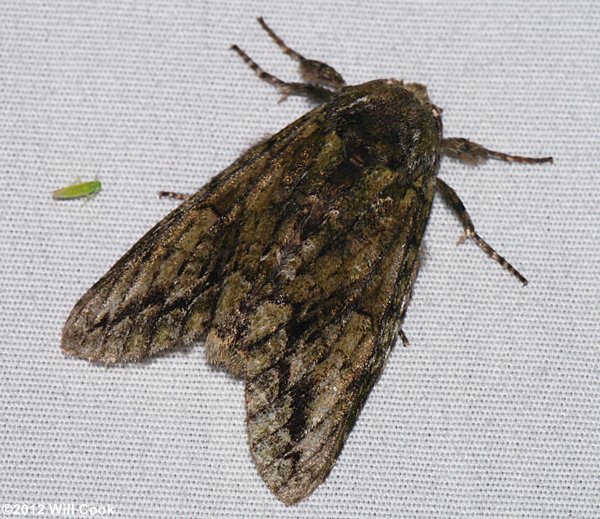 Heterocampa umbrata - White-blotched Heterocampa