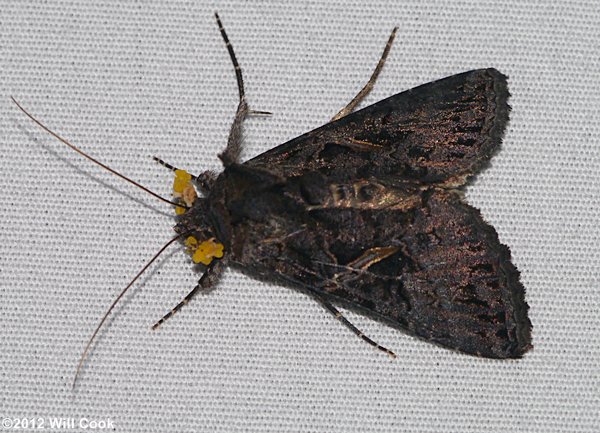 Ctenoplusia oxygramma - Sharp-stigma Looper