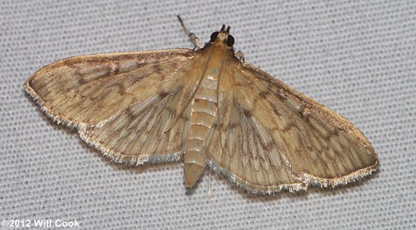 Herpetogramma pertextalis - Bold-feathered Grass Moth