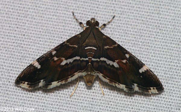 Hymenia perspectalis - Spotted Beet Webworm