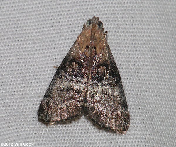 Pococera asperatella - Maple Webworm