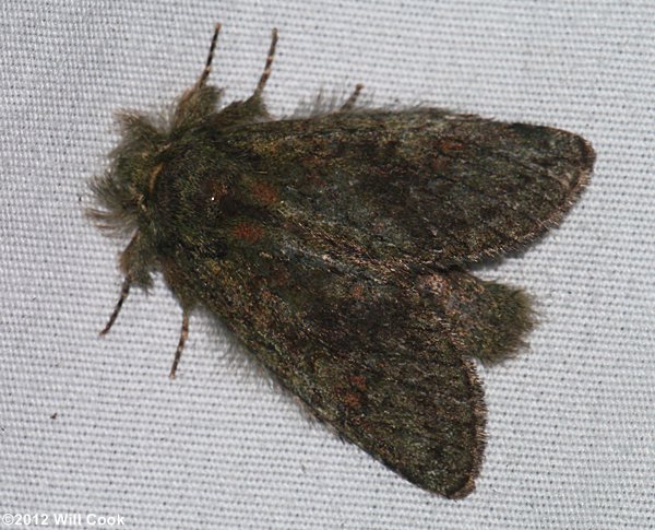 Heterocampa guttivitta - Saddled Prominent