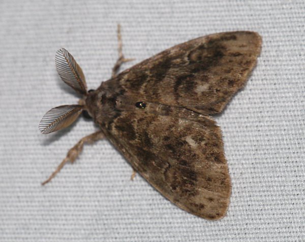 Orgyia definita - Definite Tussock Moth