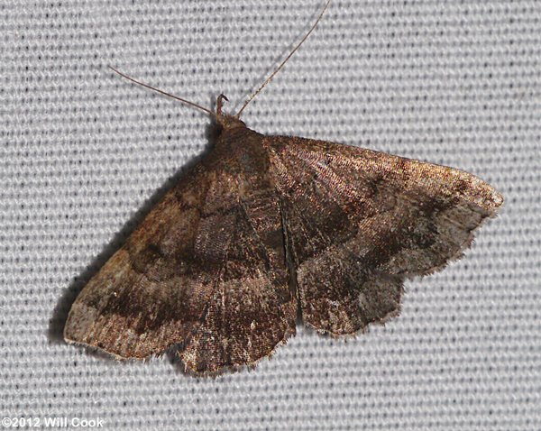 Phalaenostola larentioides - Black-banded Owlet