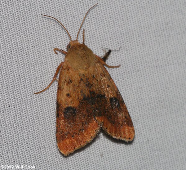 Heliocheilus lupatus - Spotted Straw Moth