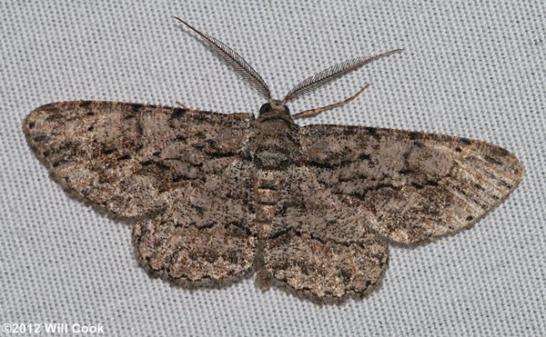 Anavitrinella pampinaria - Common Gray