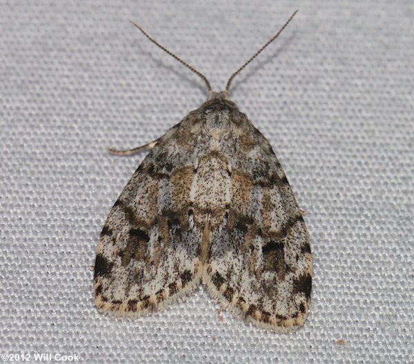 Clemensia albata - Little White Lichen Moth