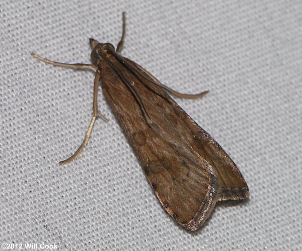 Nomophila nearctica - Lucerne Moth