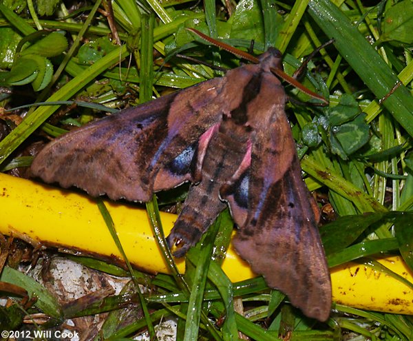 Paonias excaecatus - Blinded Sphinx