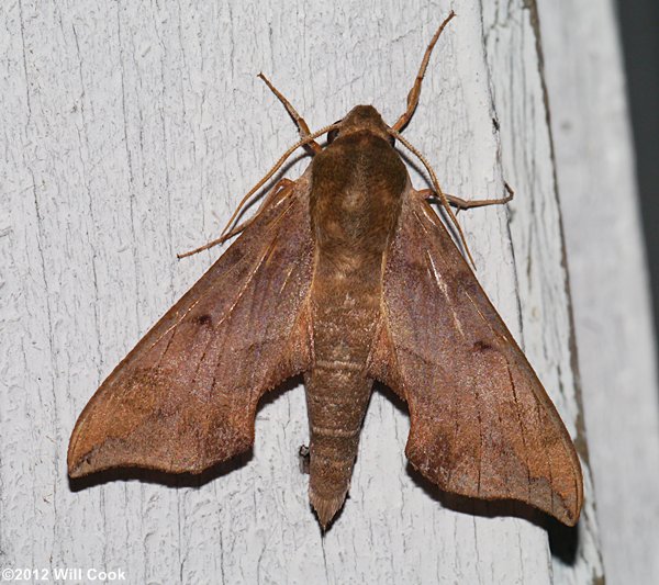 Darapsa myron - Virginia Creeper Sphinx