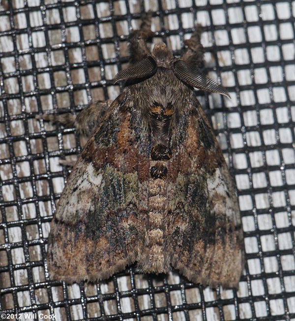 Dasychira basiflava - Yellow-based Tussock Moth