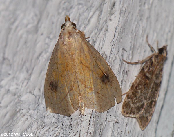 Rivula propinqualis - Spotted Grass Moth