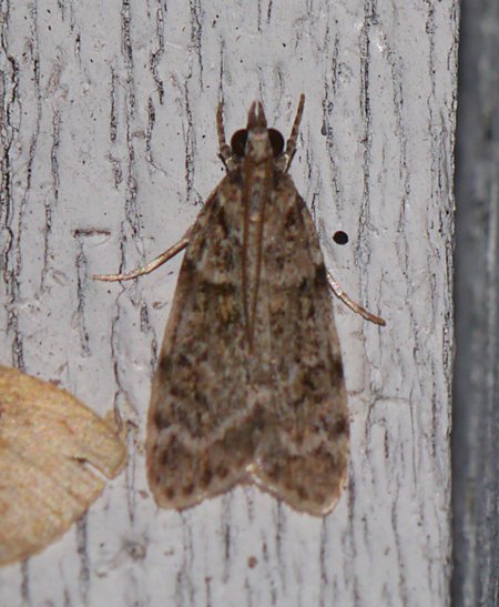 Scoparia basalis - Many-spotted Scoparia