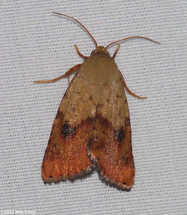 Heliocheilus lupatus - Spotted Straw Moth