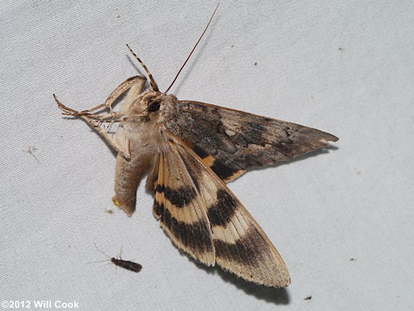 Catocala cerogama - Yellow-banded Underwing