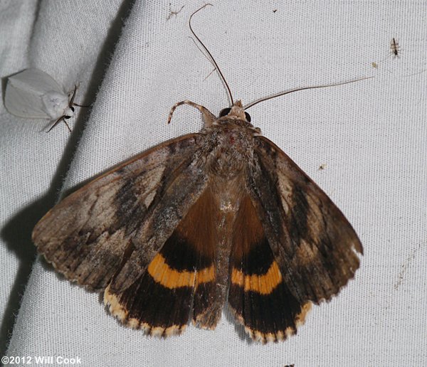 Catocala cerogama - Yellow-banded Underwing