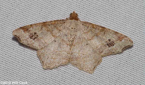 Macaria aemulataria - Common Angle