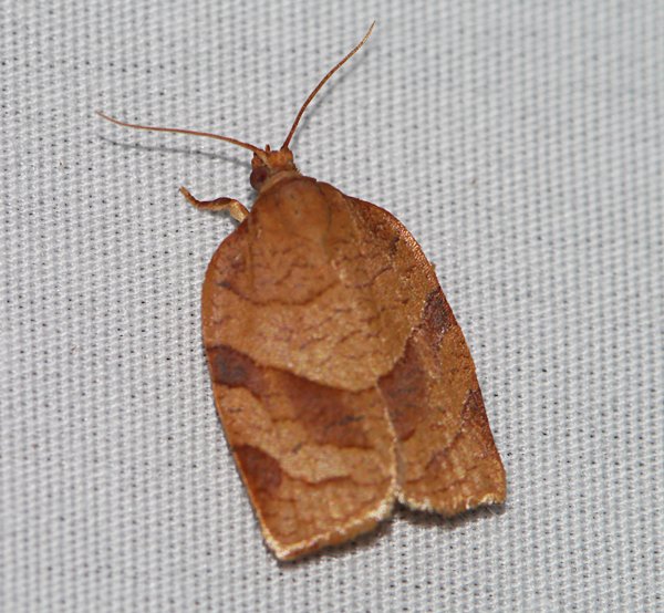 Choristoneura rosaceana - Oblique-banded Leafroller