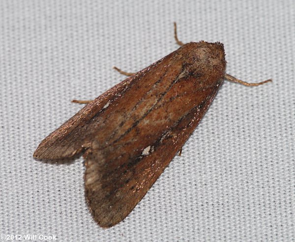 Condica discistriga - White-dotted Groundling Moth