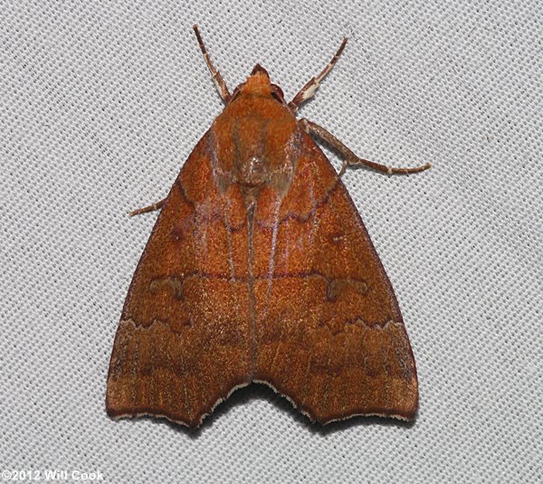 Anomis privata - Hibiscus Leaf Caterpillar Moth