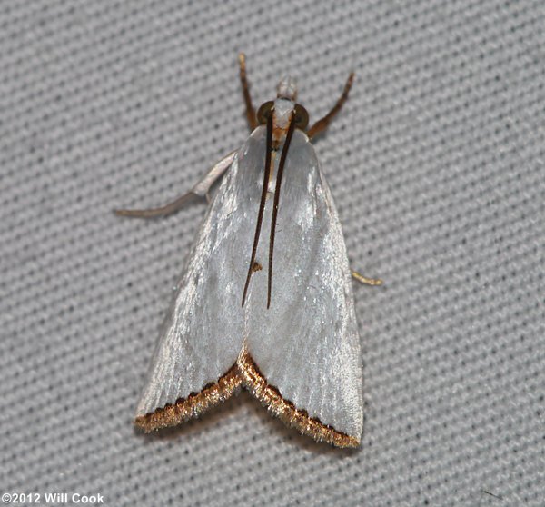 Urola nivalis - Snowy Urola