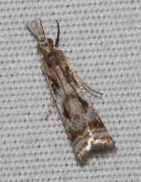 Microcrambus elegans - Elegant Grass-veneer