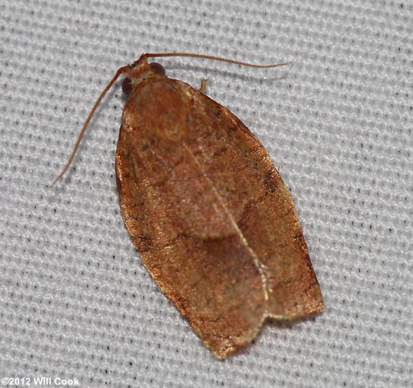 Choristoneura rosaceana - Oblique-banded Leafroller