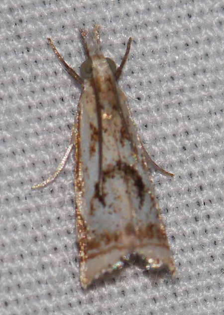 Microcrambus elegans - Elegant Grass-veneer