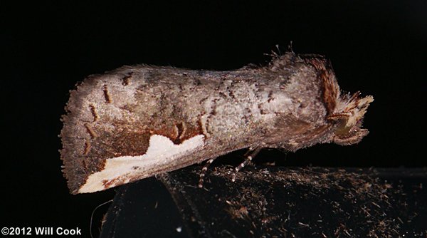 Symmerista albifrons - White-headed Prominent