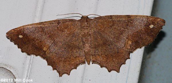 Hypagyrtis esther - Esther Moth