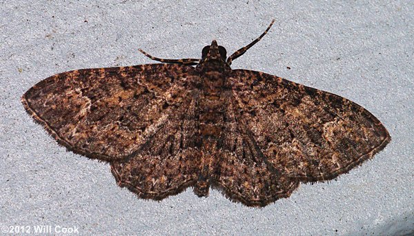 Disclisioprocta stellata - Somber Carpet