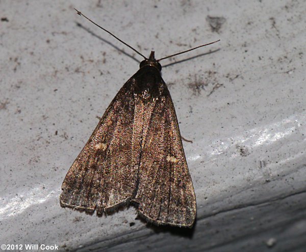 Tetanolita mynesalis - Smoky Tetanolita